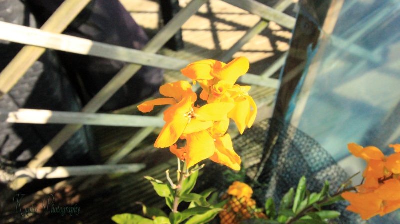 Gallery Array Entity