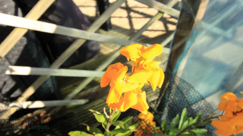 Gallery Array Entity