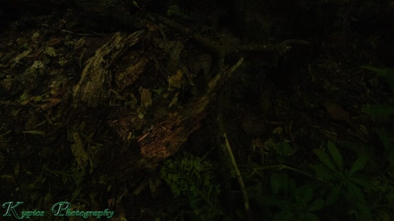 Gallery Array Entity