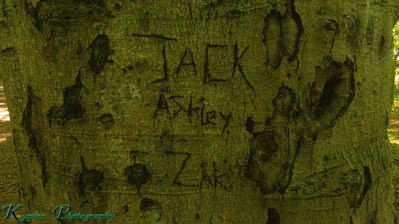 Gallery Array Entity