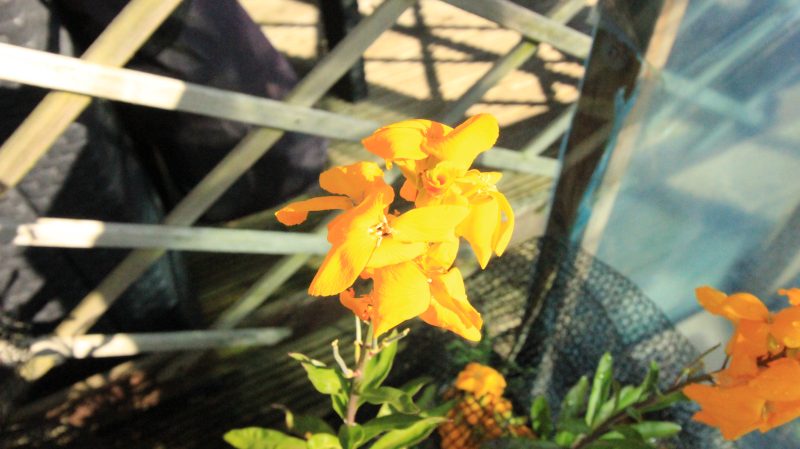 Gallery Array Entity