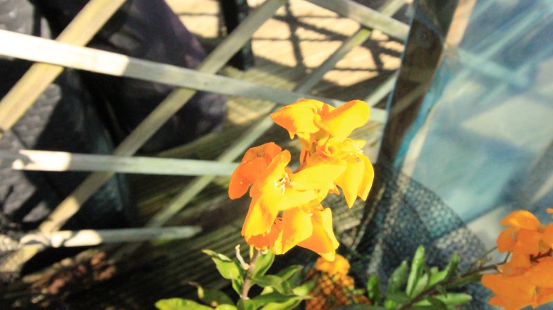 Gallery Array Entity