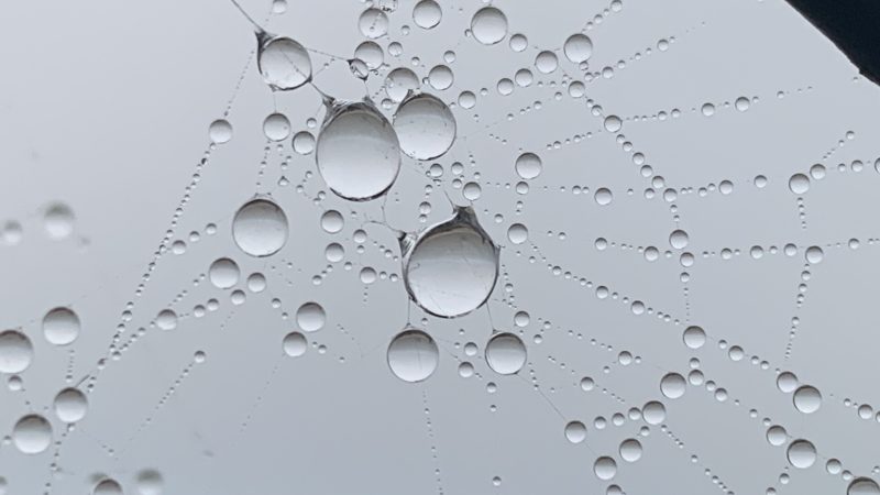 Gallery Array Entity